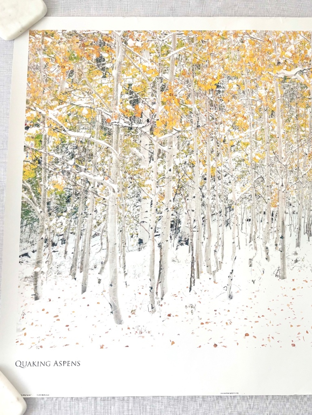 Quaking Aspen Poster Print by Shelley Lake